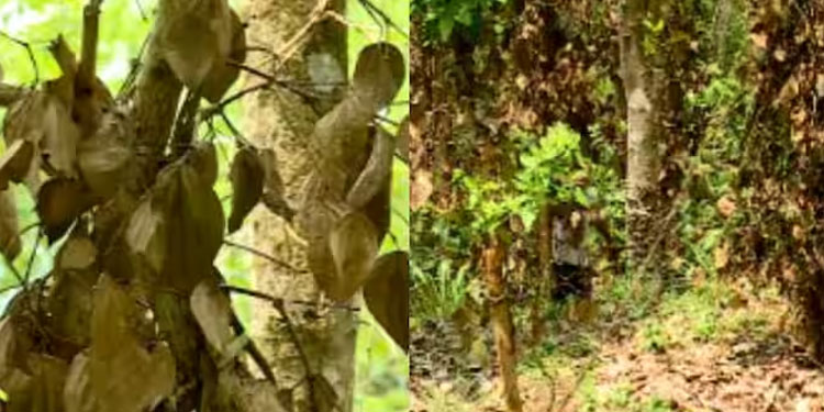 വേനൽ മഴ കനിഞ്ഞില്ല, വയനാട്ടിൽ എട്ടുകോടിയുടെ കൃഷി നാശം; 288 ഹെക്ടറിലെ കുരുമുളക് ഉണങ്ങിപ്പോയി