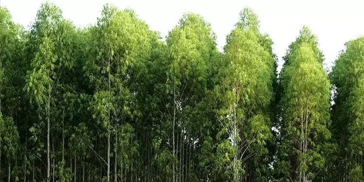 വിലക്കുകൾക്കിടെ യൂക്കാലി മരങ്ങൾ നടാൻ കെ.എഫ്.ഡി.ഡിക്ക് കേന്ദ്ര, സംസ്ഥാന സര്‍ക്കാറുകള്‍ അനുമതി നൽകി