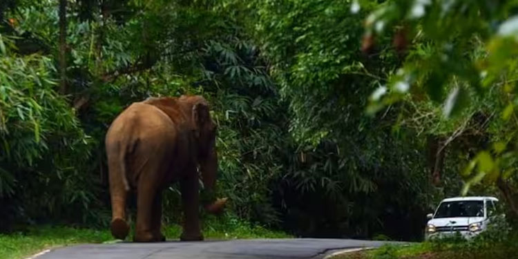കേരളത്തിൽ ആനകളുടെ കണക്കെടുപ്പ് തുടങ്ങി; മൂന്ന് ദിവസം സർവെ, അന്തിമ റിപ്പോർട്ട് ജൂലൈ 9ന്