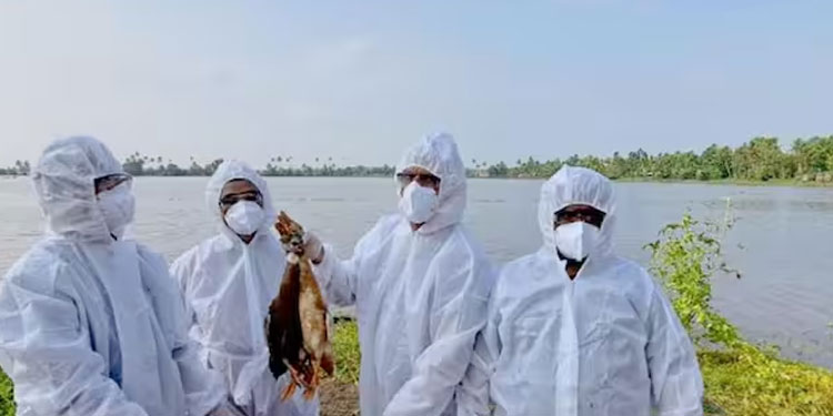 താറാവുകൾ കൂട്ടത്തോടെ ചത്തതോടെ പരിശോധന; കോട്ടയം പായിപ്പാട് പഞ്ചായത്തിലും പക്ഷിപ്പനി സ്ഥിരീകരിച്ചു