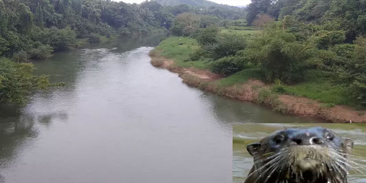 ഇരുവഴിഞ്ഞിപ്പുഴയിൽ കുളിക്കാനിറങ്ങിയ മൂന്ന് വിദ്യാർഥികൾക്ക് നീർനായുടെ കടിയേറ്റു