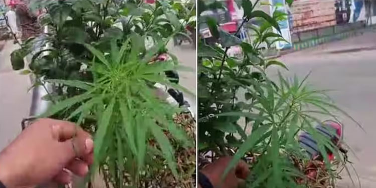 മണ്ണാർക്കാട് നഗരമധ്യത്തിൽ കഞ്ചാവ് ചെടി; നഗരവത്കരണത്തിന്‍റെ ഭാഗമായി സ്ഥാപിച്ച ചെടിച്ചട്ടിയിലാണ് വളര്‍ന്നത്
