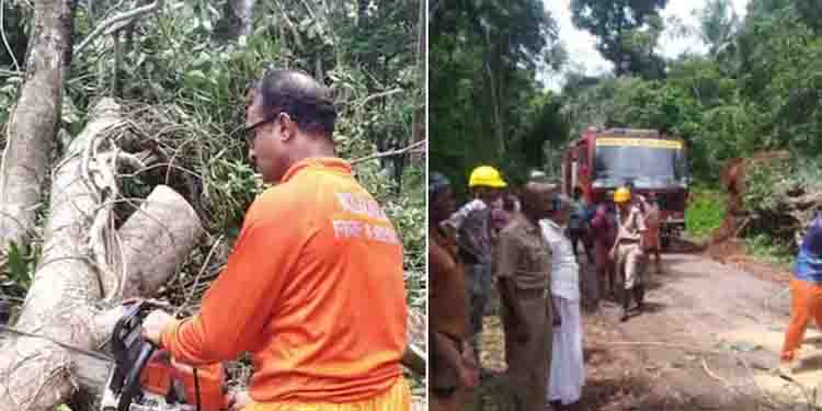 75 വര്‍ഷത്തോളം പഴക്കമുള്ള കൂറ്റന്‍ ആല്‍മരം റോഡിലേക്ക് കടപുഴകി വീണു; യാത്രക്കാര്‍ രക്ഷപ്പെട്ടത് തലനാരിഴക്ക്