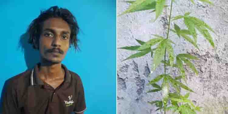 വീട്ടിൽ കഞ്ചാവ് ചെടികള്‍ നട്ടുവളർത്തി; തിരുവനന്തപുരത്ത് 23കാരൻ അറസ്റ്റിൽ