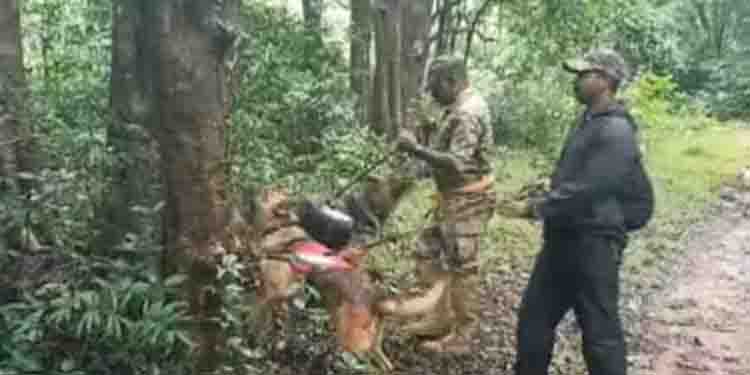 സ്വാഭാവിക ചന്ദന തോട്ടങ്ങളിൽ നിന്ന് മോഷണം പോയത് അഞ്ച് മരങ്ങൾ; പ്രതികളെക്കുറിച്ച് സൂചനയില്ലാതെ വനം വകുപ്പ്