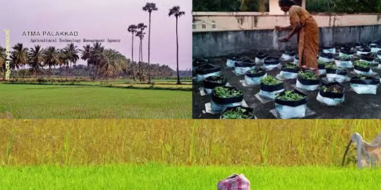 ആത്മ പദ്ധതി : ഓഡിറ്റ് നടത്തേണ്ടതില്ലെന്ന് കൃഷി ഡയറക്ടറുടെ വിചിത്ര ഉത്തരവ്