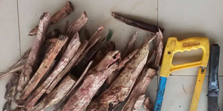 കാഞ്ഞങ്ങാട് കരിന്തളത്ത് ചന്ദനമുട്ടികളുമായി രണ്ടുപേര്‍ പിടിയില്‍