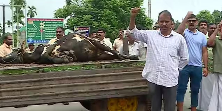 രണ്ട് പശുക്കളെ കൂടി തോൽപ്പെട്ടി 17 കൊന്നു; റോഡ് ഉപരോധിച്ച് നാട്ടുകാർ, കടുവയെ പിടിക്കാൻ നിർദേശം നൽകി മന്ത്രി