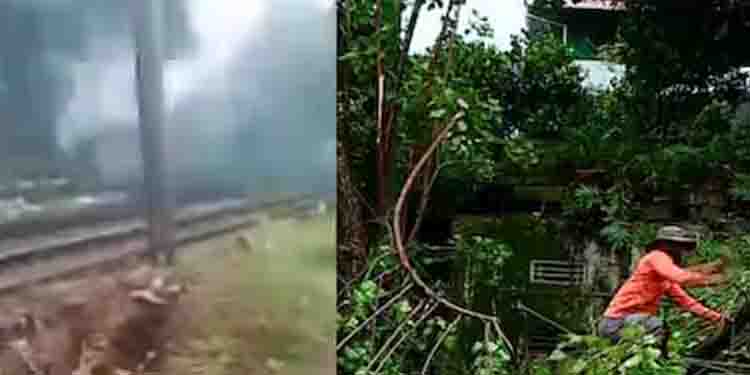 കൊച്ചിയിൽ റെയിൽവെ ട്രാക്കിലേക്ക് മരം ഒടിഞ്ഞു വീണു; വൈദ്യുതി ലൈനിൽ തട്ടി തീപിടിച്ചു; ഗതാഗതം തടസ്സപ്പെട്ടു