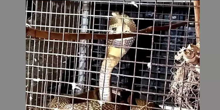 കിളികൾക്ക് തീറ്റ കൊടുക്കാനെത്തിയപ്പോൾ കൂട്ടിൽ മൂർഖൻ