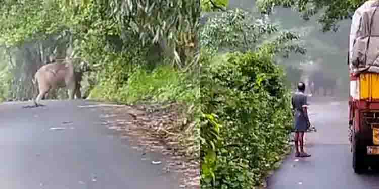 ഒറ്റയാൻ അന്തര്‍ സംസ്ഥാന പാതയിലേക്ക് പന മറിച്ചിട്ടു; റോഡ് ബ്ലോക്കായത് 3 മണിക്കൂറോളം