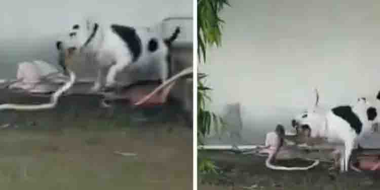മുറ്റത്ത് കളിച്ചുകൊണ്ടിരുന്ന കുട്ടികൾക്ക് സമീപം രാജവെമ്പാല; തുടൽ പൊട്ടിച്ച് ഓടിവന്ന് കടിച്ചുകുടഞ്ഞ് പിറ്റ് ബുൾ