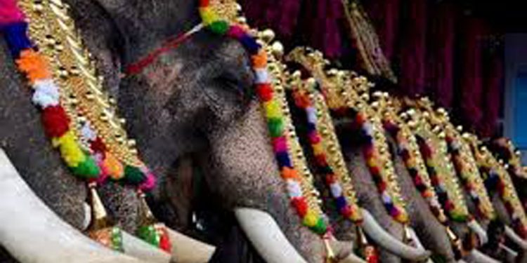 സംസ്ഥാനത്ത് ആന എഴുന്നള്ളിപ്പുമായി ബന്ധപ്പെട്ട് വിശദമായ മാര്‍ഗനിര്‍ദേശങ്ങൾ പുറത്തിറക്കിയ ഹൈക്കോടതി ഉത്തരവ് വിശദമായി പരിശോധിക്കാൻ വനം വകുപ്പ്