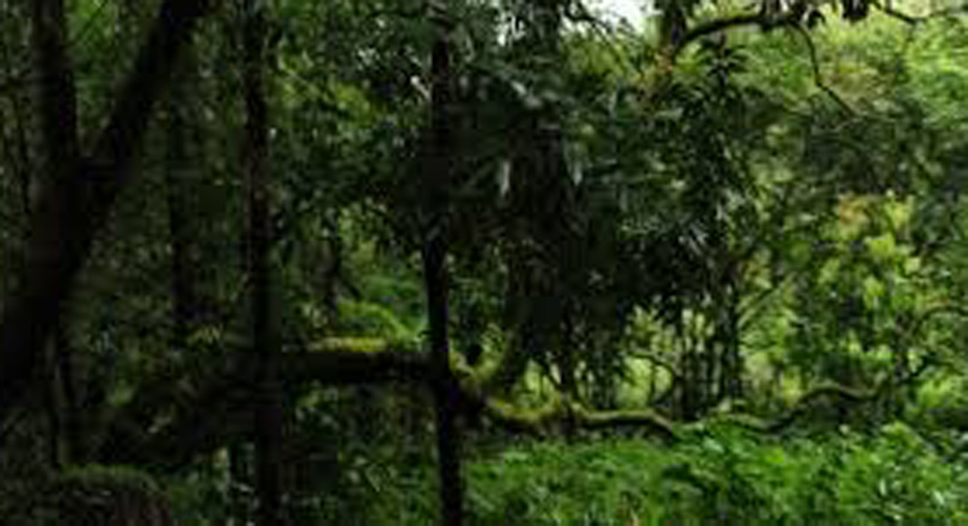 വനവുമായി ബന്ധപ്പെട്ട കുറ്റക്യത്യങ്ങൾക്കുളള പിഴ പത്തിരട്ടി വരെ കൂട്ടാൻ നിയമനിർമാണം ഉടനുണ്ടാവും