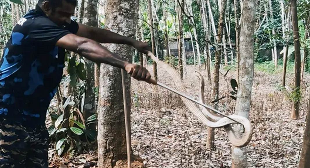 കുറവിലങ്ങാട് ചിതല്‍ പുറ്റിനുള്ളില്‍ നിന്നും രണ്ടു വലിയ മൂര്‍ഖന്‍ പാമ്പുകളെ പിടികൂടി