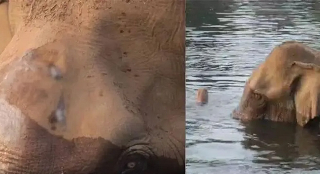 അതിരപ്പിള്ളിയില്‍ മസ്തകത്തിന് പരിക്കേറ്റ ആനയെ മയക്കുവെടി വെക്കും