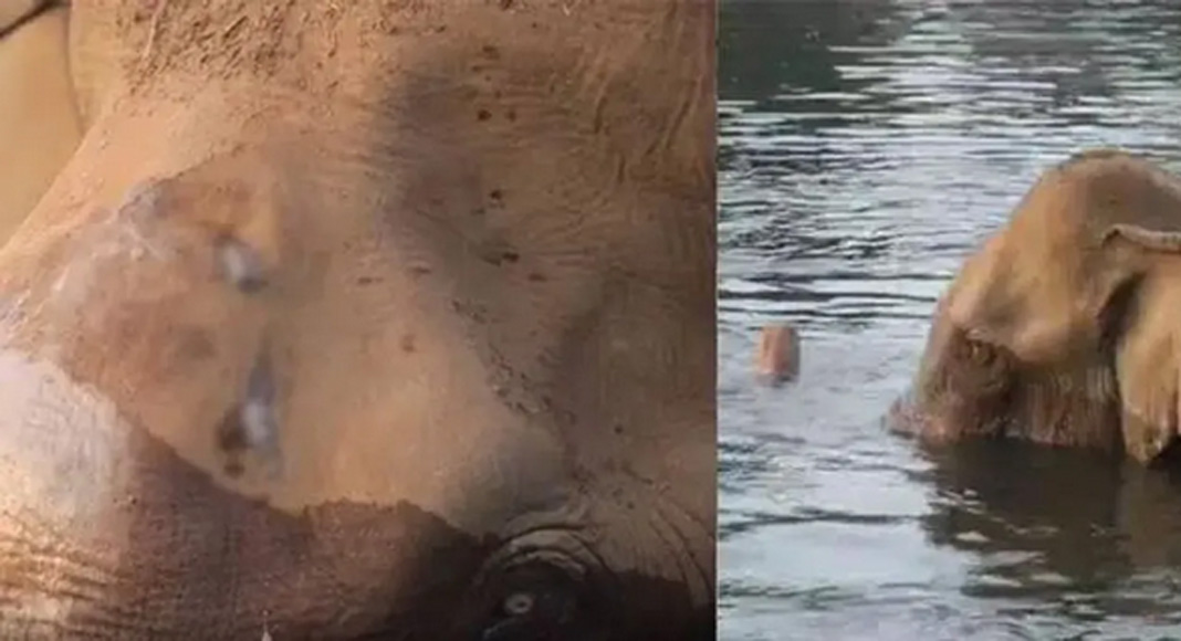 അതിരപ്പിള്ളി വനമേഖലയില് മസ്തകത്തിന് പരിക്കേറ്റ നിലയില് കണ്ടെത്തിയ കാട്ടാനയെ ഇന്ന് വിദഗ്ധസംഘം പരിശോധിക്കും
