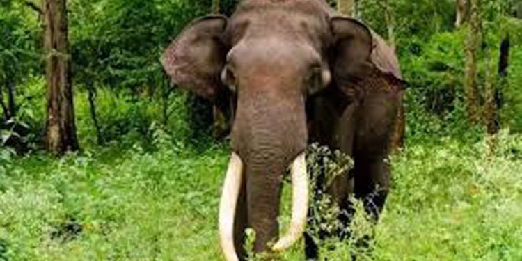 മറയൂരിൽ കാട്ടാന ആക്രമണത്തിൽ ഒരാൾ കൊല്ലപ്പെട്ടു
