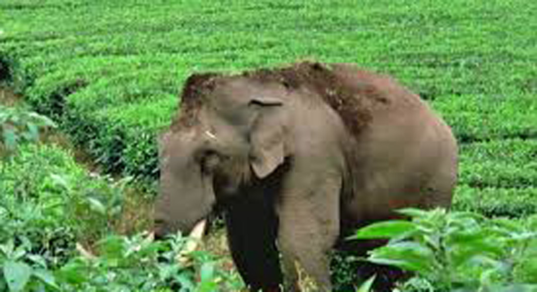 പടയപ്പയ്ക്ക് മദപ്പാട് കണ്ടെത്തി
