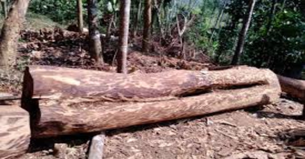 മുട്ടിൽ മരംമുറിക്കേസിലെ നടപടികൾ ഇഴയുന്നു