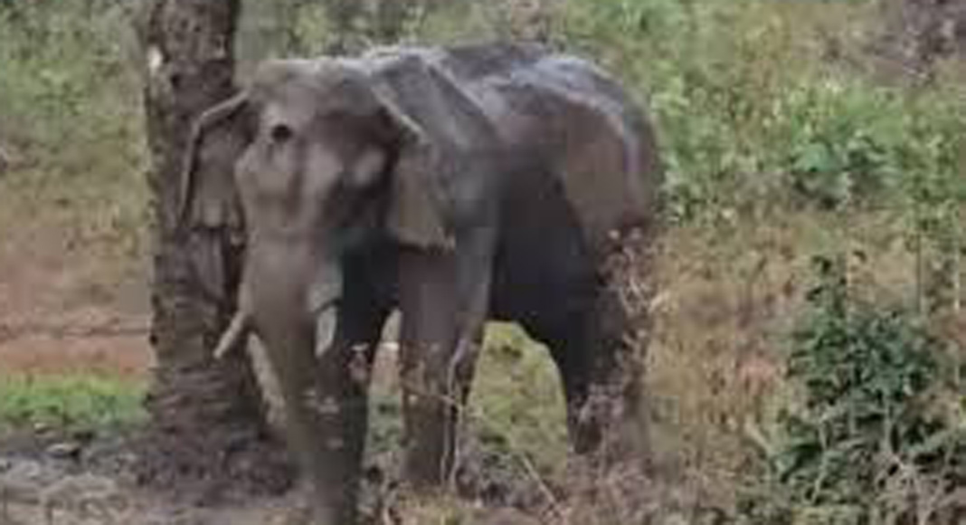 അതിരപ്പിള്ളിയിൽ മസ്തകത്തിന് പരിക്കേറ്റ് ചികിത്സയിലിരിക്കെ ചരിഞ്ഞ കൊമ്പന് അണുബാധയേറ്റിരുന്നുവെന്ന് പ്രാഥമിക പോസ്റ്റ്‌മോര്‍ട്ടം റിപ്പോർട്ട്
