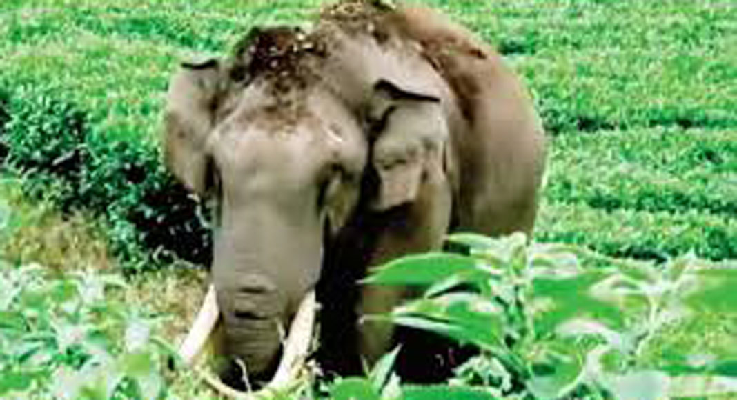 കാട്ടുകൊമ്പന് പടയപ്പ മദപ്പാടിലാണെന്ന് വനംവകുപ്പ് അധികൃതര്