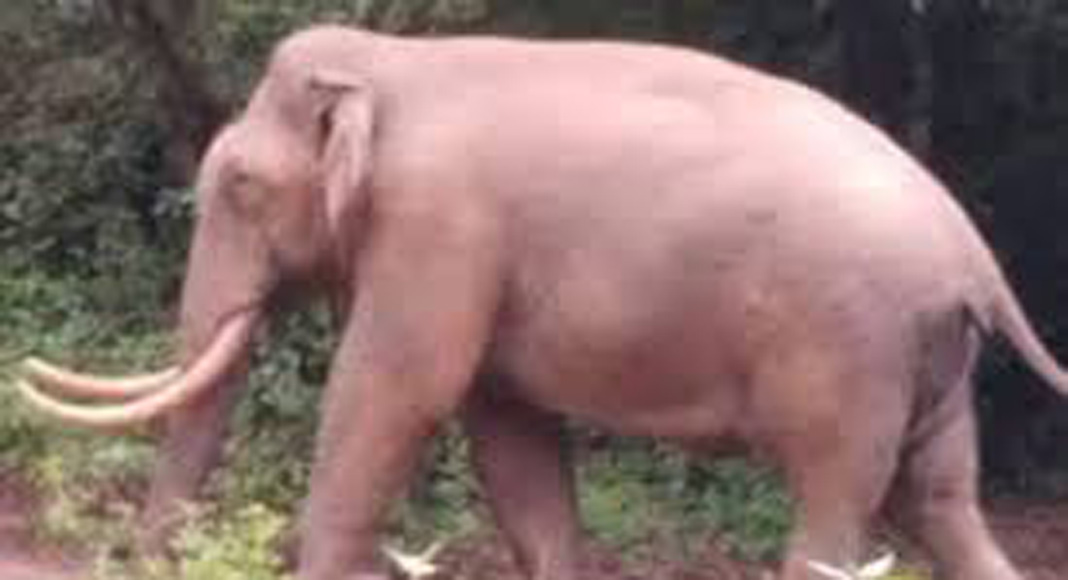 മൂന്നാറിൽ വീണ്ടും കാട്ടാന ആക്രമണം