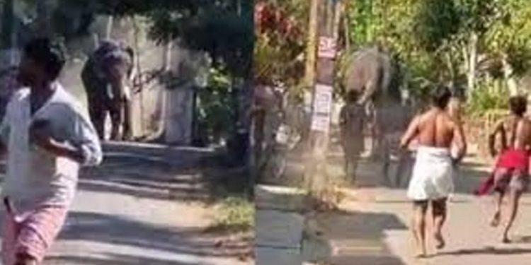 തൃശ്ശൂരില് ഉത്സവത്തിന് എത്തിച്ച ആന ഇടഞ്ഞു ; രണ്ട് പേരെ കുത്തി, ഒരാള് മരിച്ചു