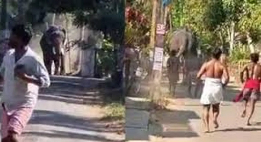 തൃശ്ശൂരില്‍ ഉത്സവത്തിന് എത്തിച്ച ആന ഇടഞ്ഞു ; രണ്ട് പേരെ കുത്തി, ഒരാള്‍ മരിച്ചു