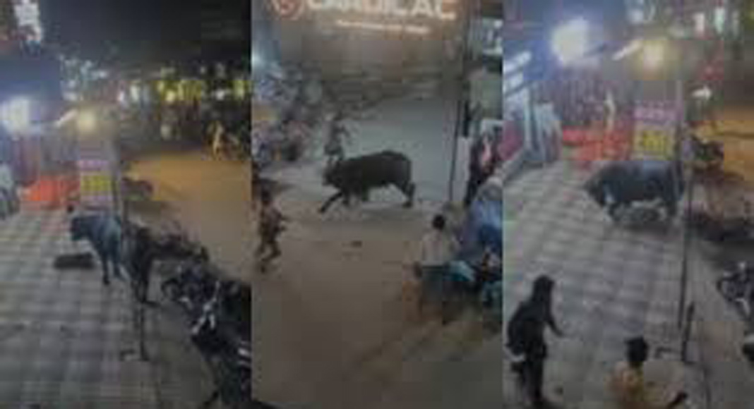 അമ്പലപ്പുഴയിൽ പെരുന്നാളിന് അറുക്കാനായി എത്തിച്ച പോത്ത് വിരണ്ടോടി