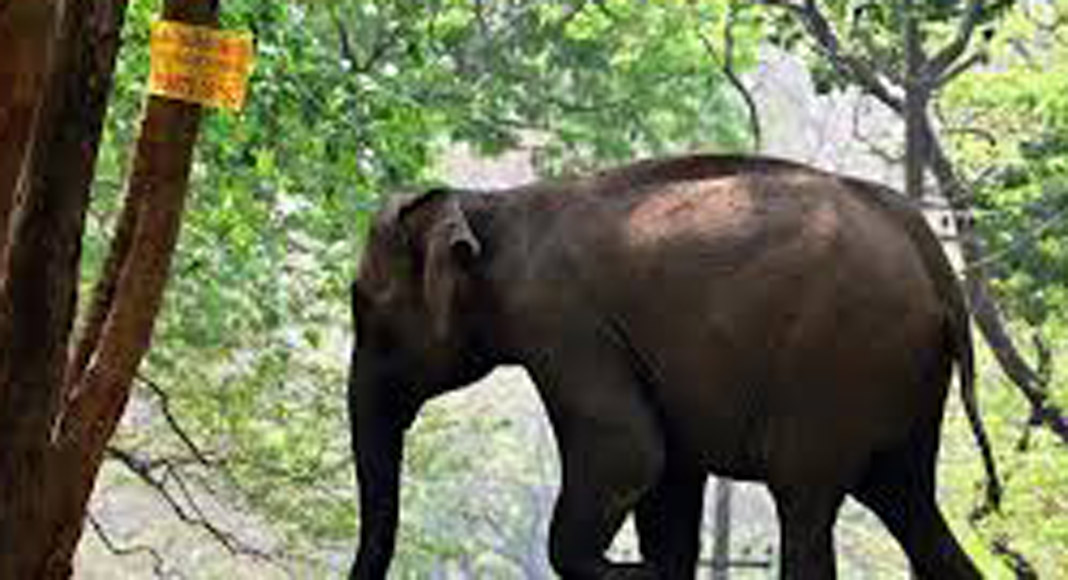അതിരപ്പിള്ളിയിൽ പരിക്കേറ്റ കാട്ടാന ഏഴാറ്റുമുഖം ഗണപതിക്ക് ചികിത്സ നൽകുമെന്ന് വനം വകുപ്പ്