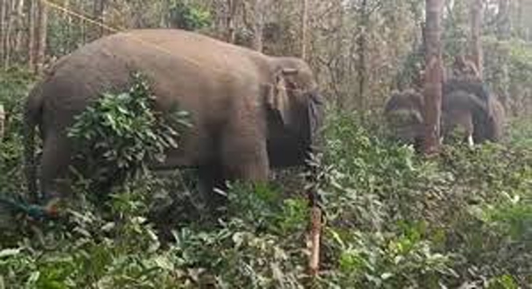 പാലക്കാട് കാട്ടാന ഓട്ടോറിക്ഷ തകർത്തു