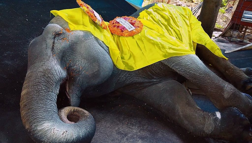 ഗുരുവായൂര് ദേവസ്വം പുന്നത്തൂര് ആനക്കോട്ടയിലെ പിടിയാന നന്ദിനി ചരിഞ്ഞു