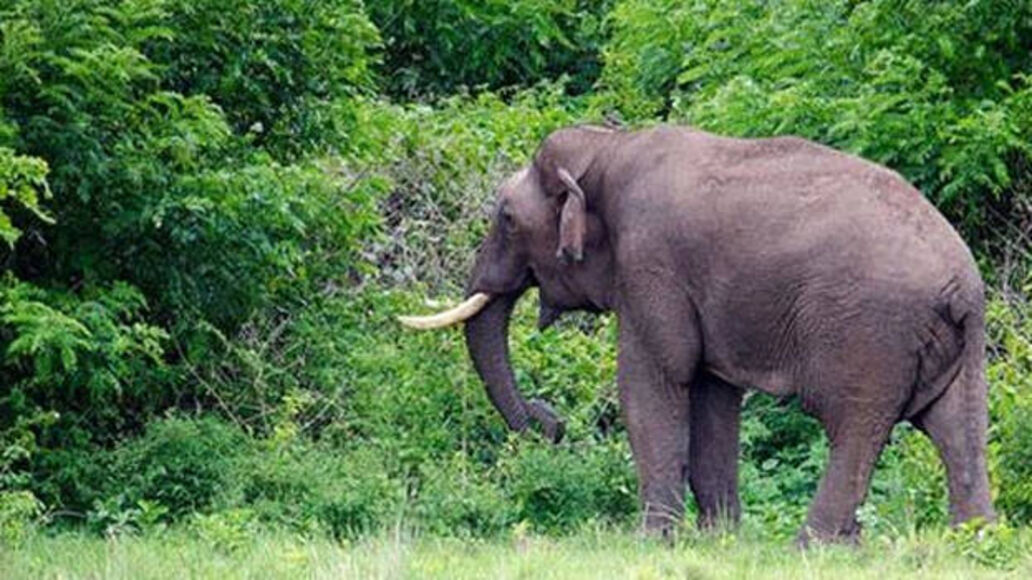 അട്ടപ്പാടിയിൽ വീട്ടുമുറ്റത്ത് ഭീതി പരത്തി കാട്ടാന ; തുരത്തിയത് ആർആർടി സംഘമെത്തി