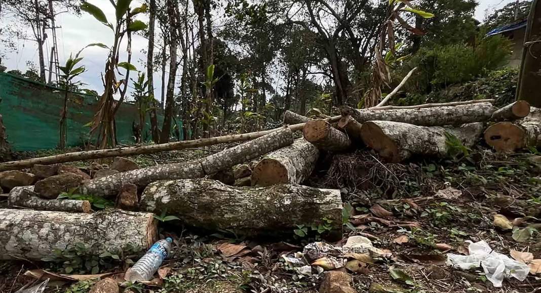 ഇടുക്കി ശാന്തന്‍പാറ മേഖലയില്‍ വന്‍ വനംകൊള്ള ; ഏലത്തോട്ടങ്ങളില്‍ നിന്നും മരങ്ങൾ മുറിച്ചുകടത്തി