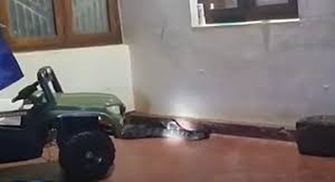 ചെറുവാഞ്ചേരിയില്‍ വീട്ടിനുള്ളില്‍ നിന്ന് രാജവെമ്പാലയെ പിടികൂടി