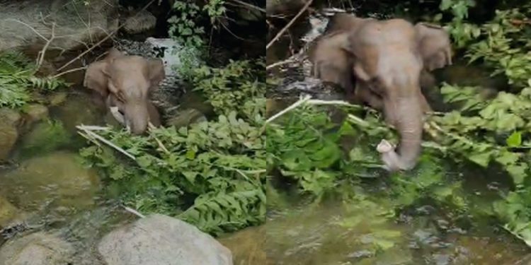 കോതമംഗലത്ത് കുർബാനപ്പാറയിൽ കിണറ്റിൽ വീണ കുട്ടിയാനയെ രക്ഷപെടുത്തി