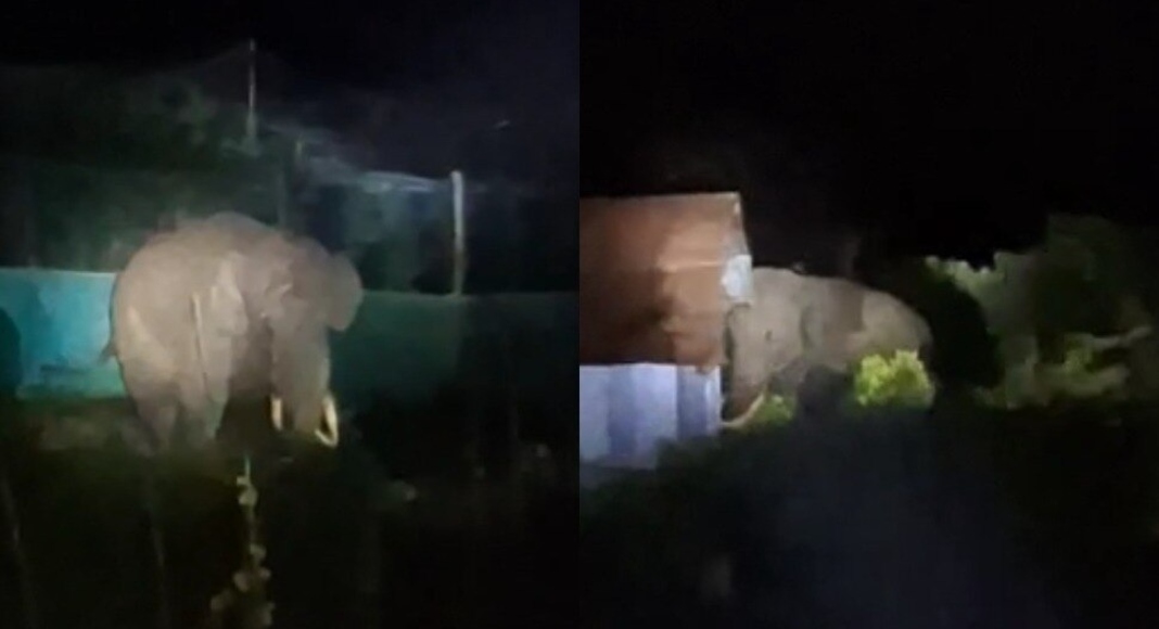 പടയപ്പ വീണ്ടും ജനവാസ മേഖലയിൽ ഇറങ്ങി